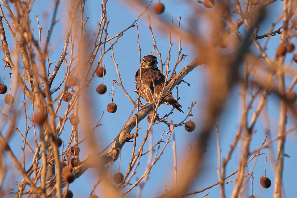 Merlin - ML614463228