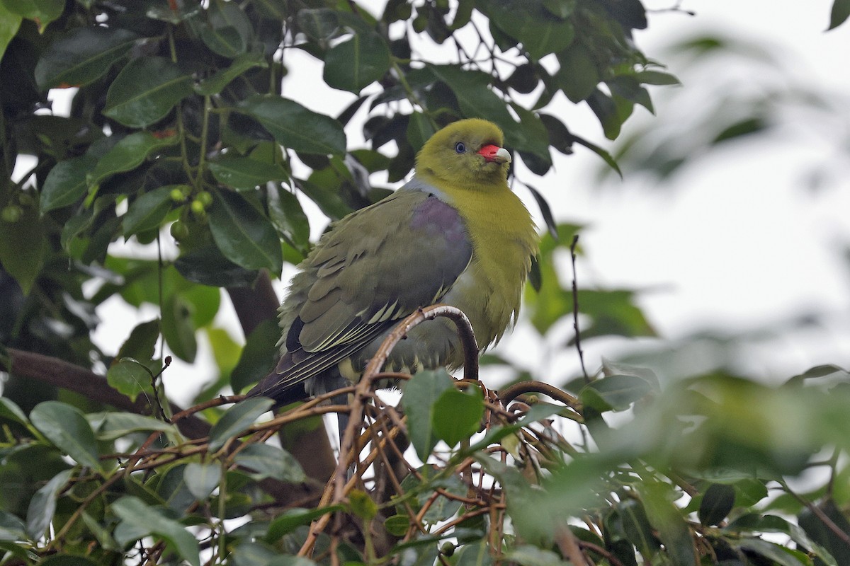 African Green-Pigeon - ML614463311