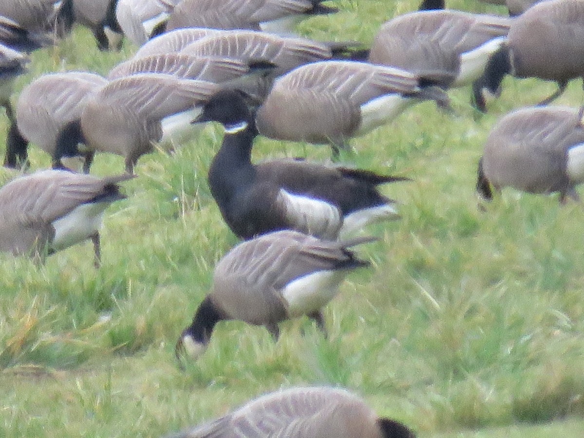 Brant - ML614463425