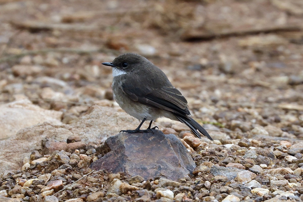 Swamp Flycatcher - ML614463432