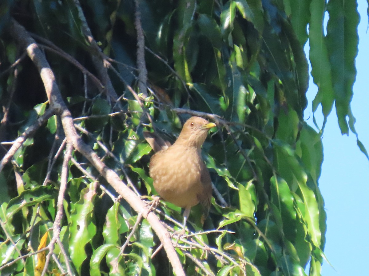 Clay-colored Thrush - Boris Sanjur