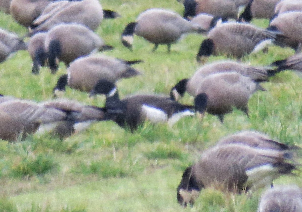 Brant - ML614463440