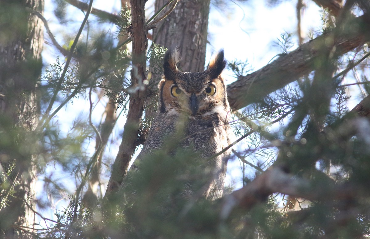 Great Horned Owl - ML614463487