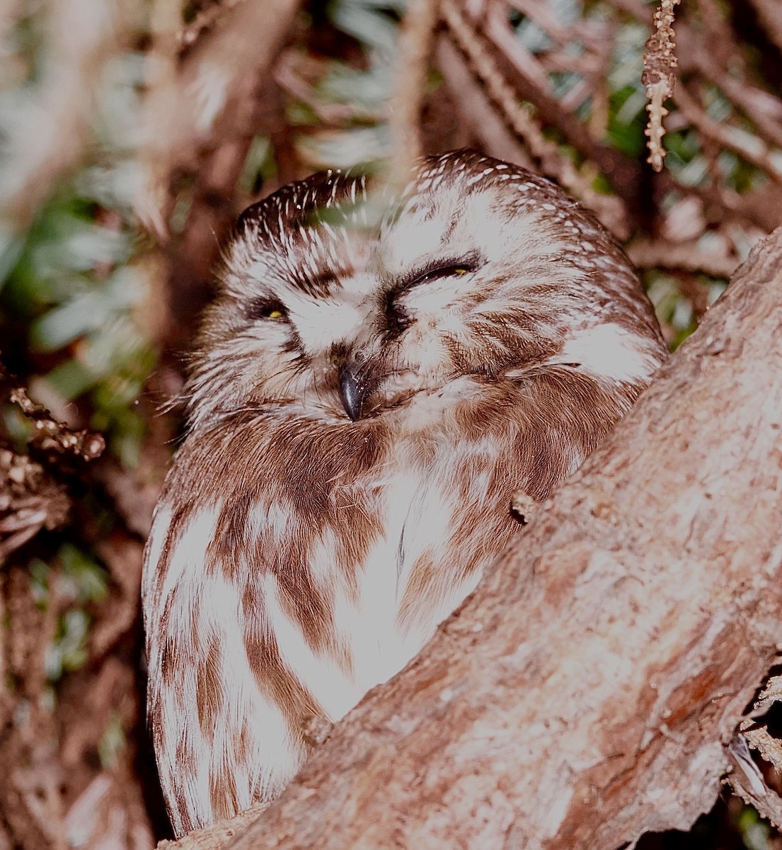 Northern Saw-whet Owl - maxine reid