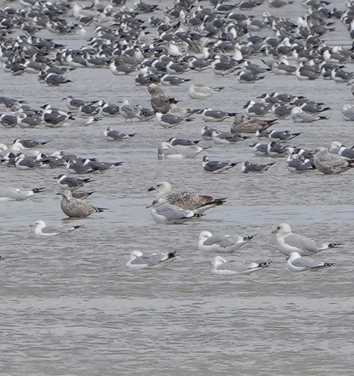 Great Black-backed Gull - ML614463655