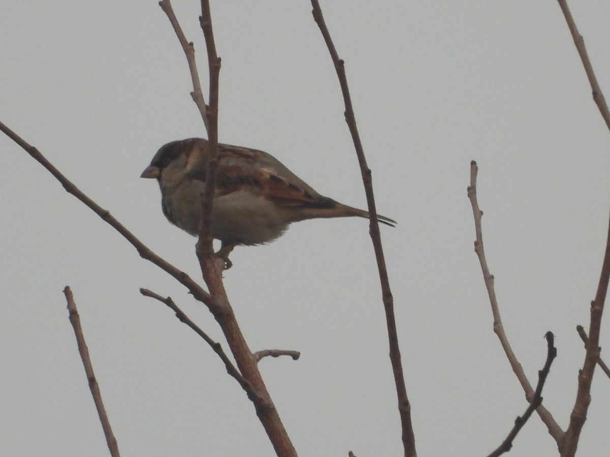 House Sparrow - ML614463657