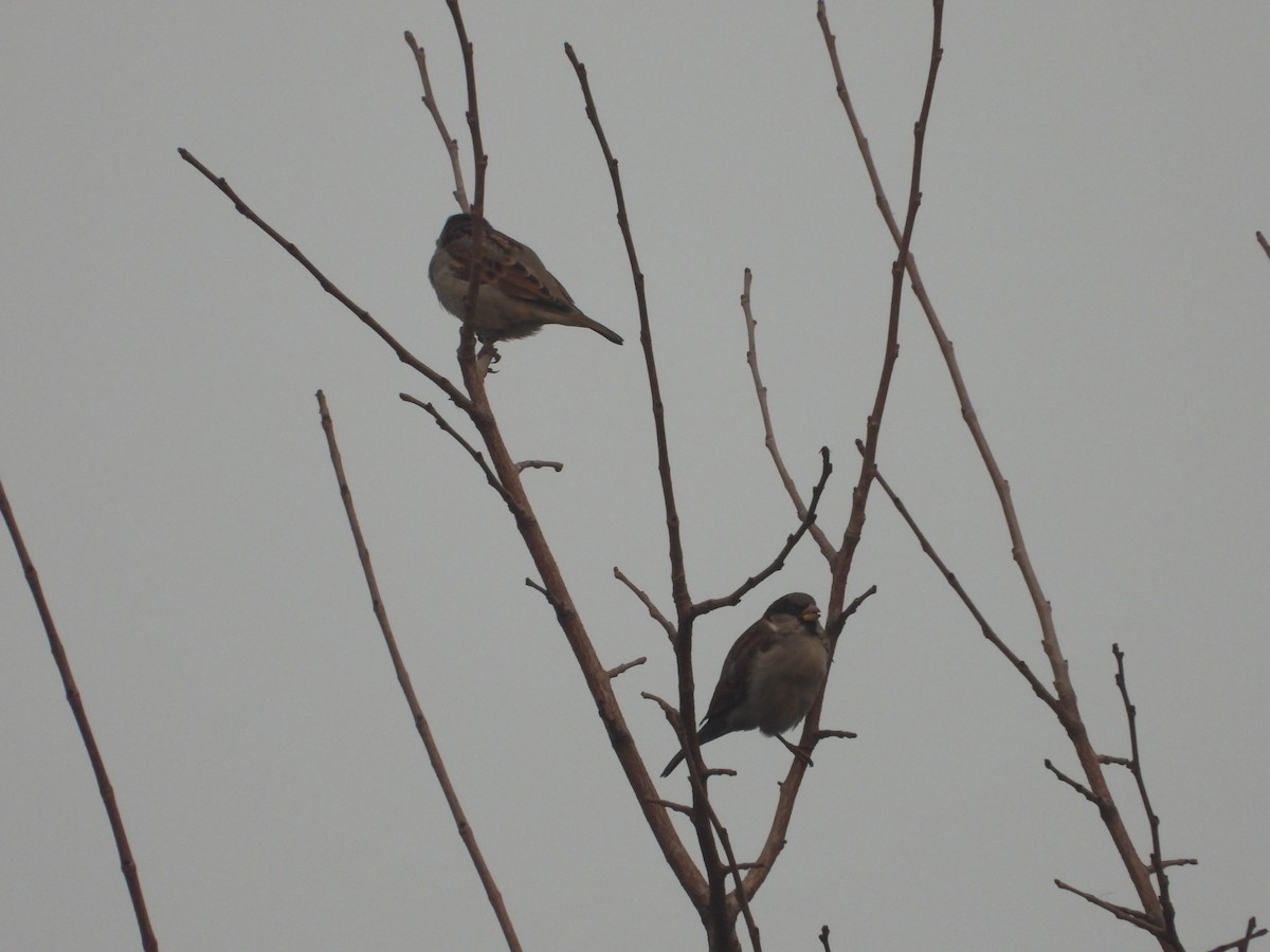 House Sparrow - Vidhya Sundar