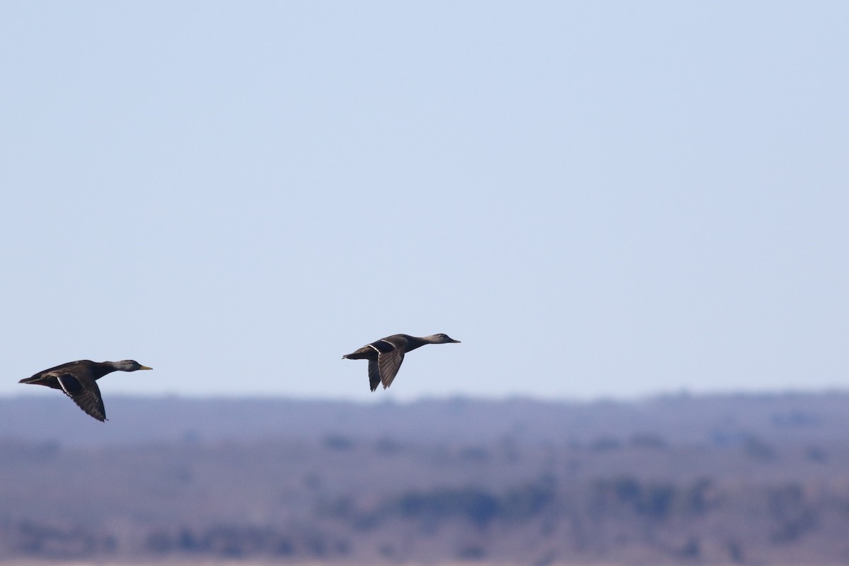 Mallard x American Black Duck (hybrid) - ML614463679