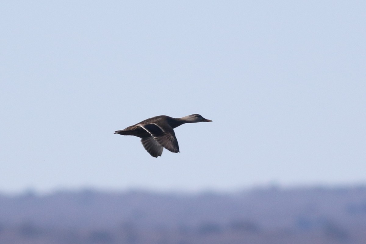 Mallard x American Black Duck (hybrid) - ML614463713