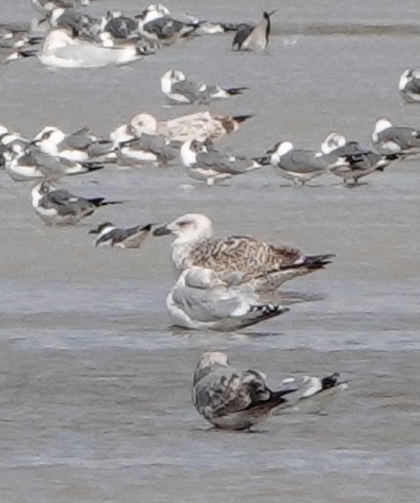 Great Black-backed Gull - ML614463750