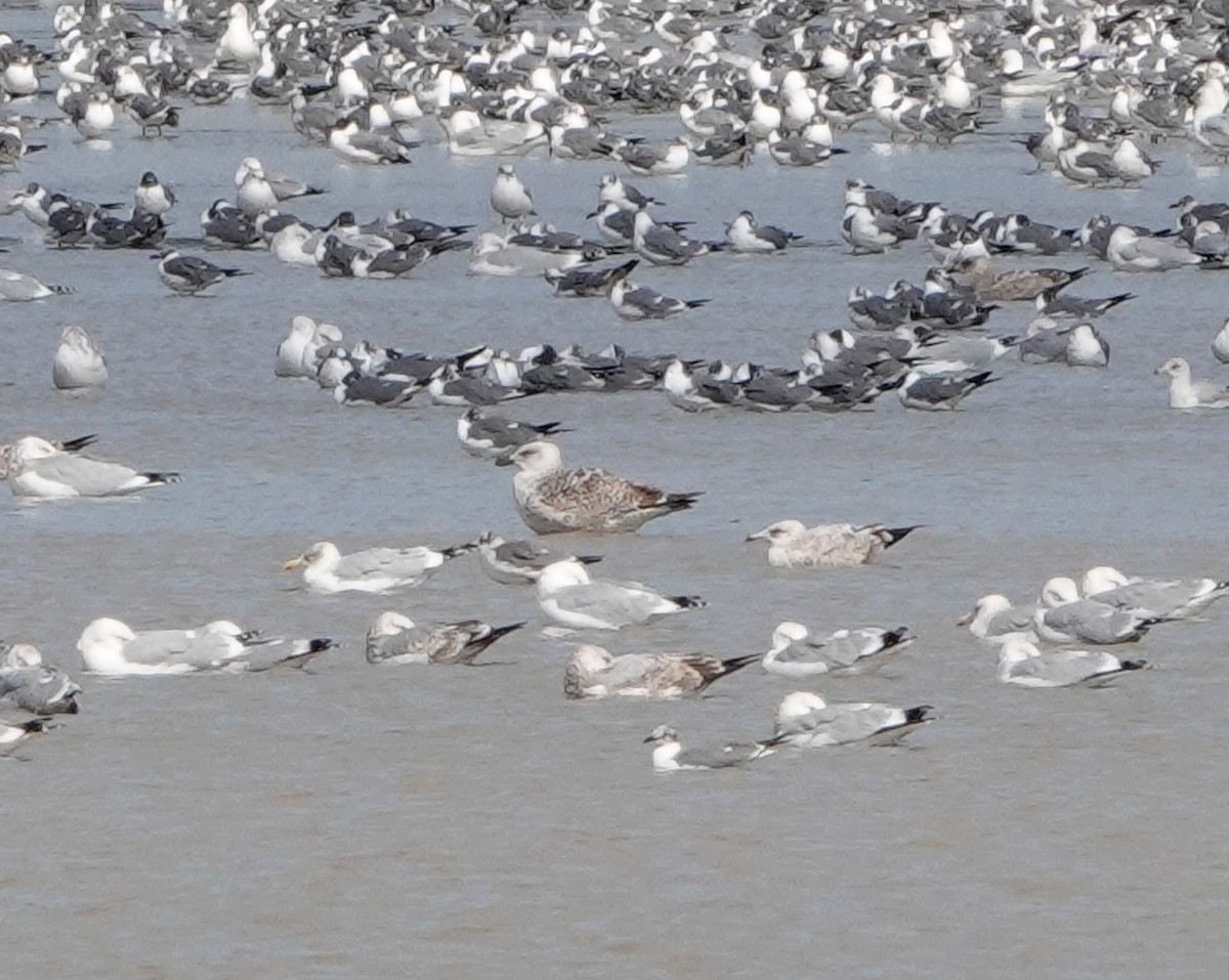 Great Black-backed Gull - ML614463751