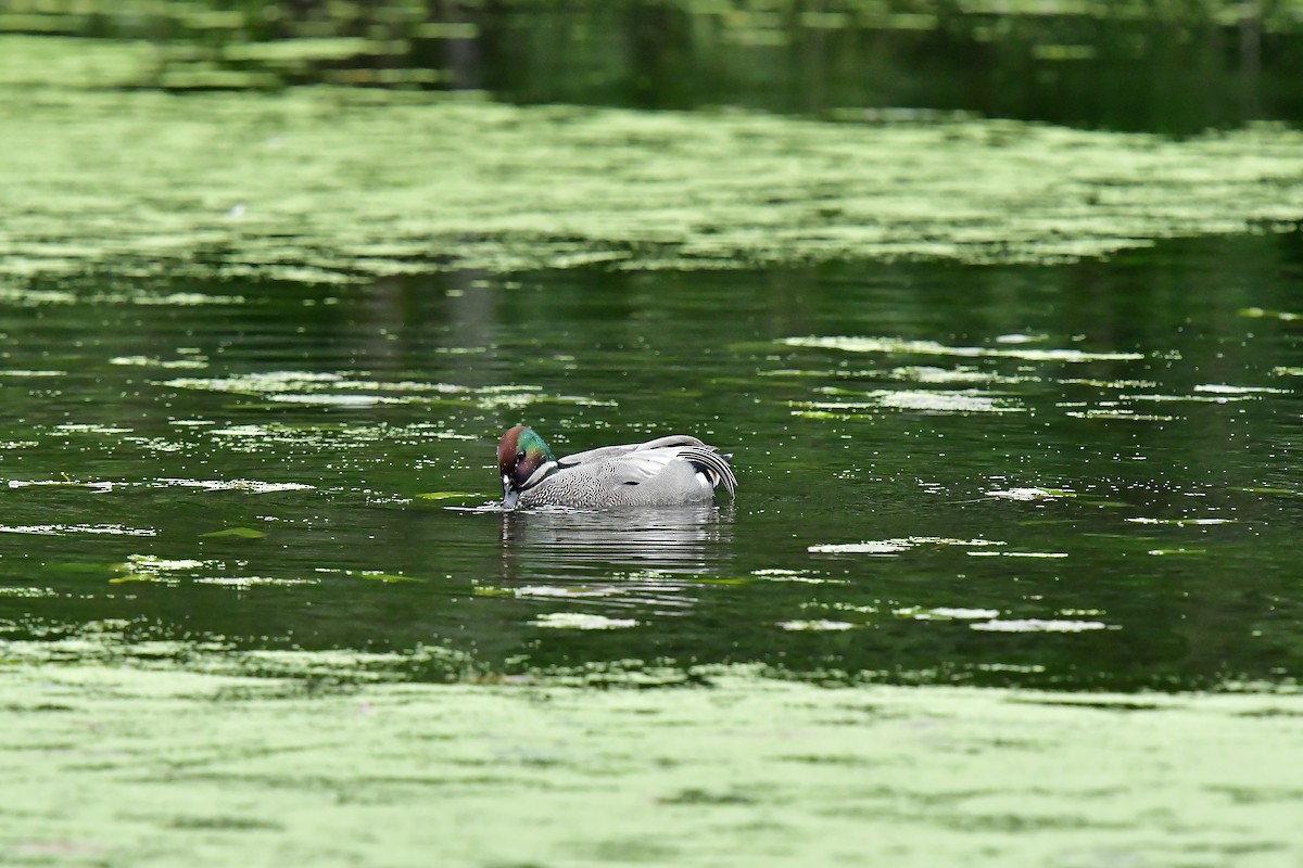 Falcated Duck - ML614463763