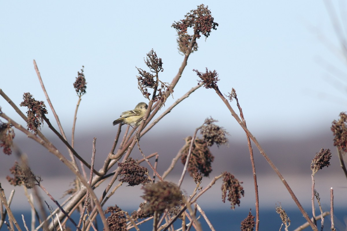 Ruby-crowned Kinglet - ML614463764