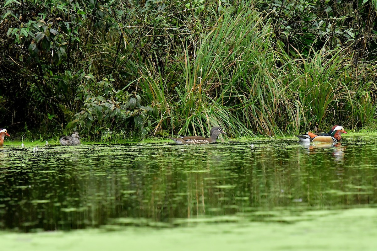 Mandarin Duck - ML614463775