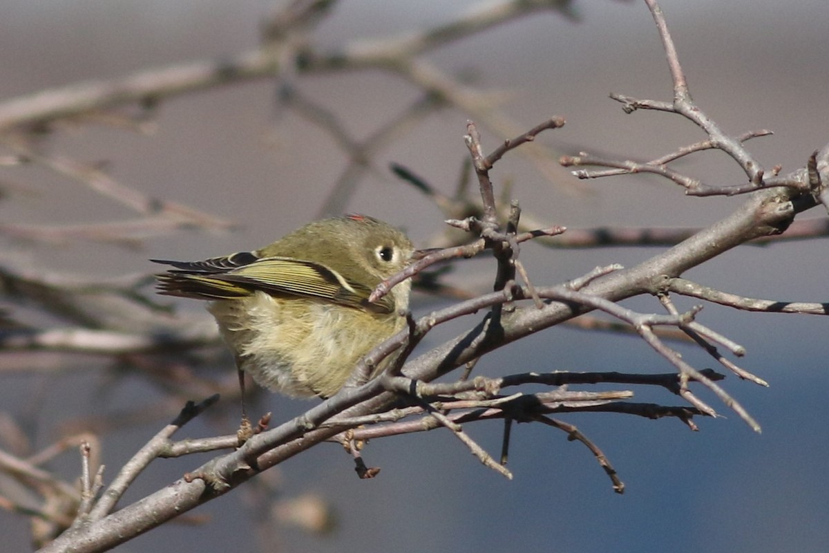 Ruby-crowned Kinglet - ML614463798