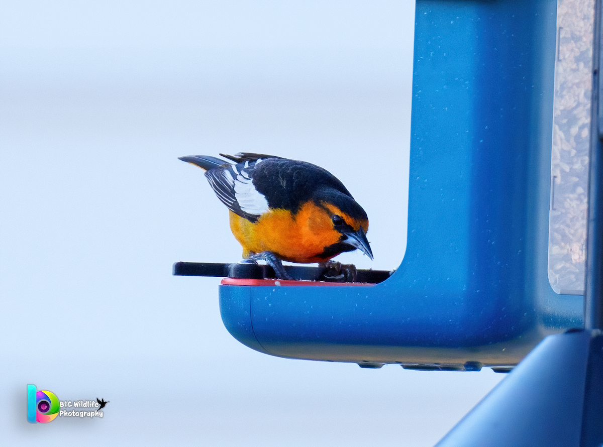 Bullock's Oriole - ML614463805
