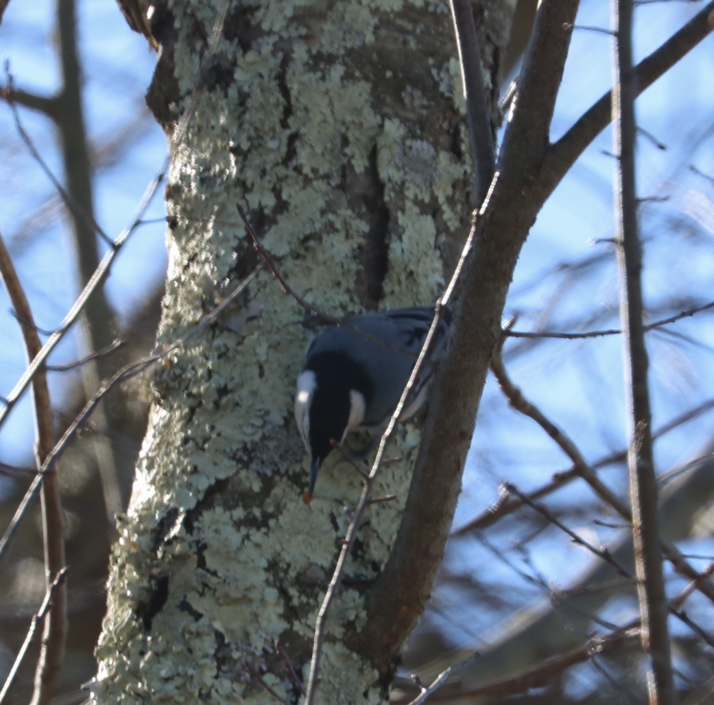White-breasted Nuthatch - ML614463840