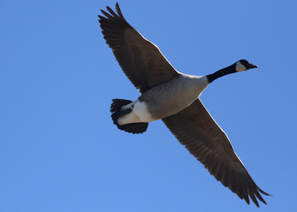 Canada Goose - ML614463848