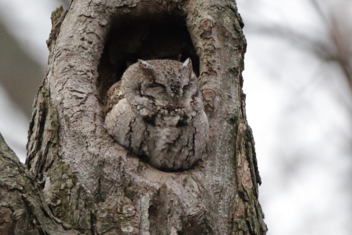 Eastern Screech-Owl - ML614463872