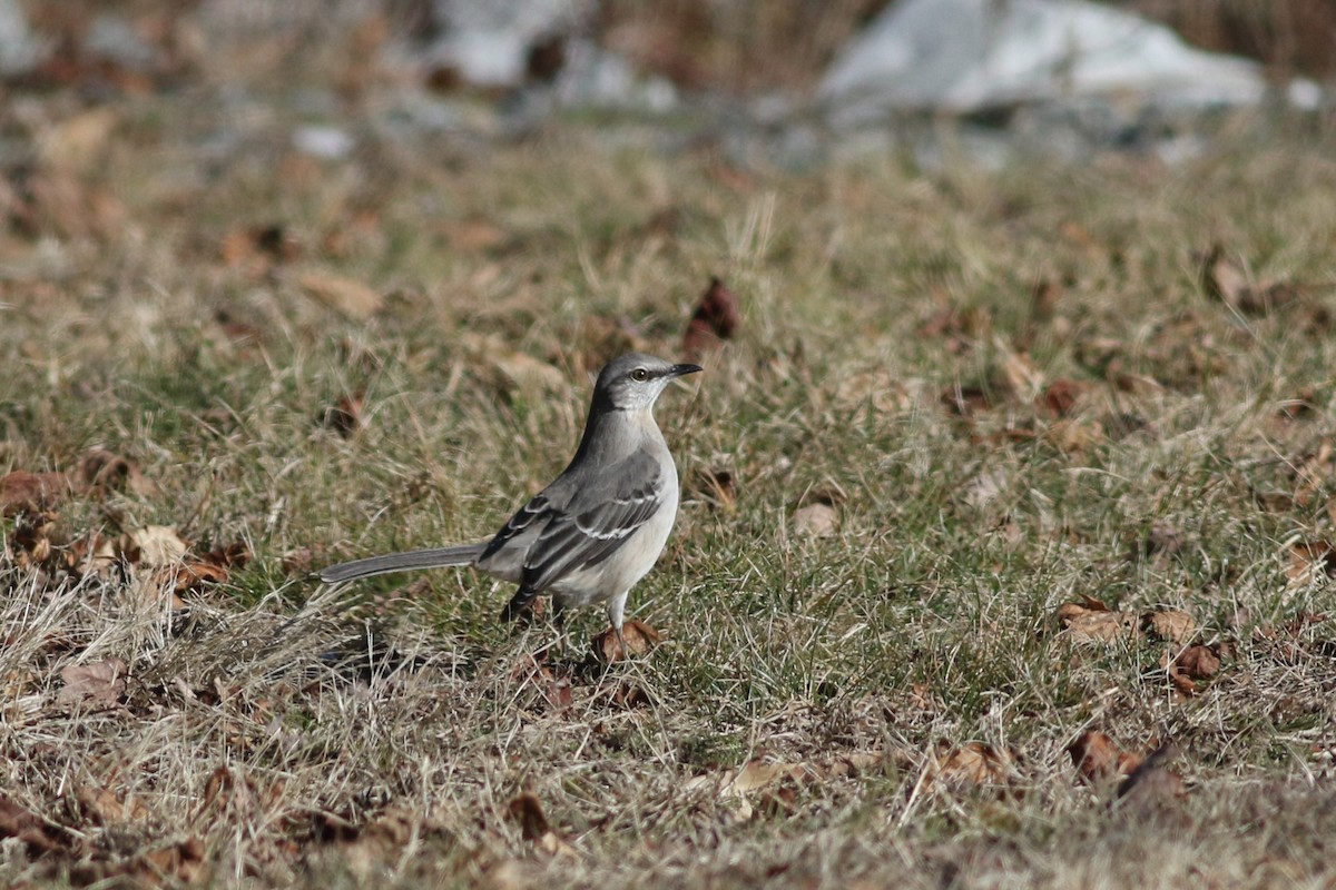 Northern Mockingbird - ML614463907