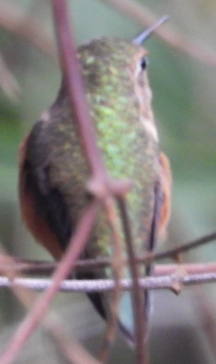 Rufous Hummingbird - ML614463918