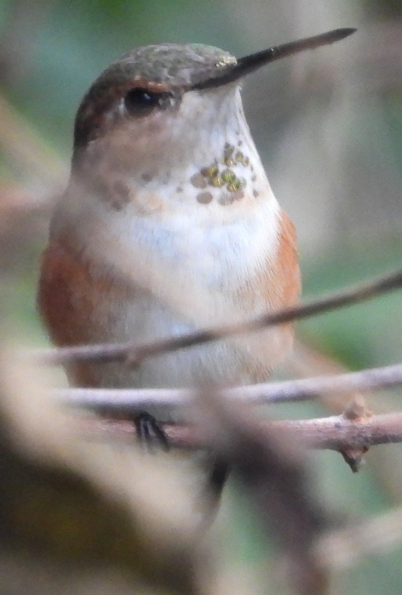 Rufous Hummingbird - ML614463919