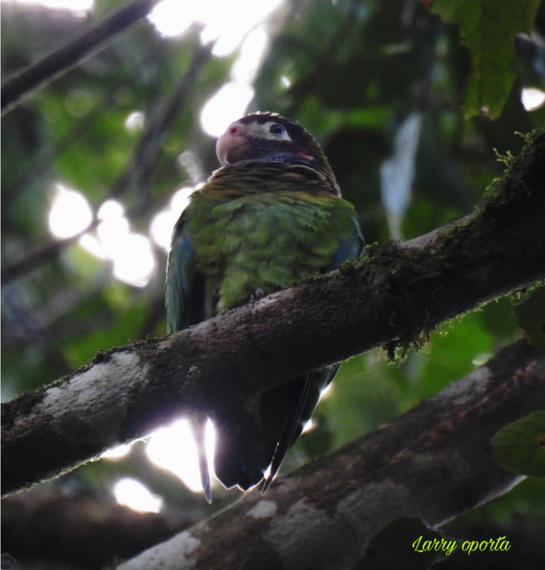 Brown-hooded Parrot - ML614463939