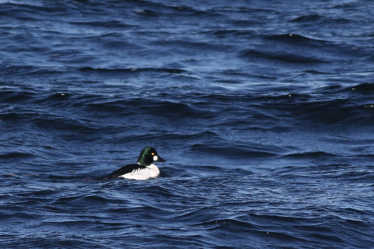 Common Goldeneye - ML614464034
