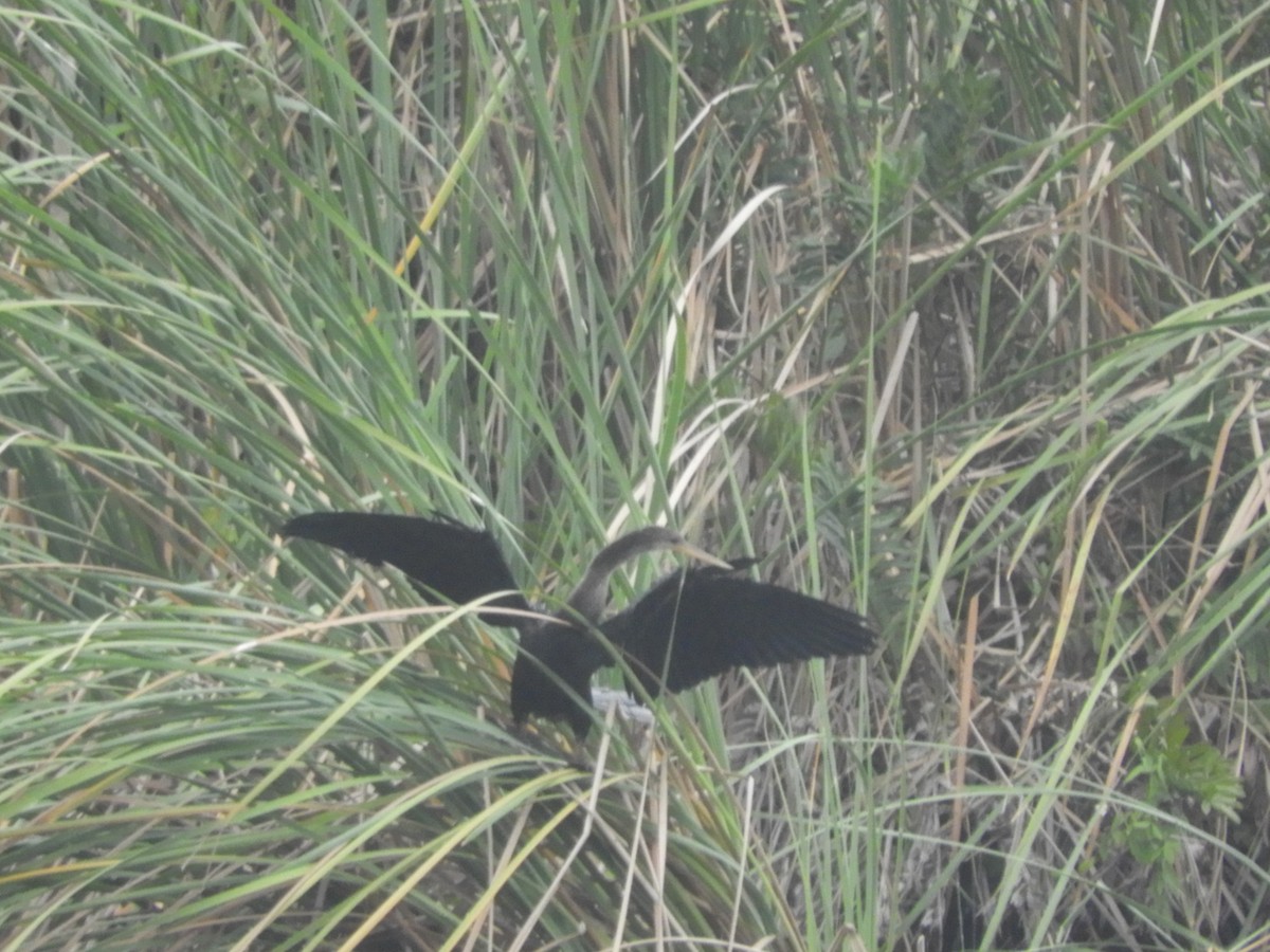 anhinga americká - ML614464075