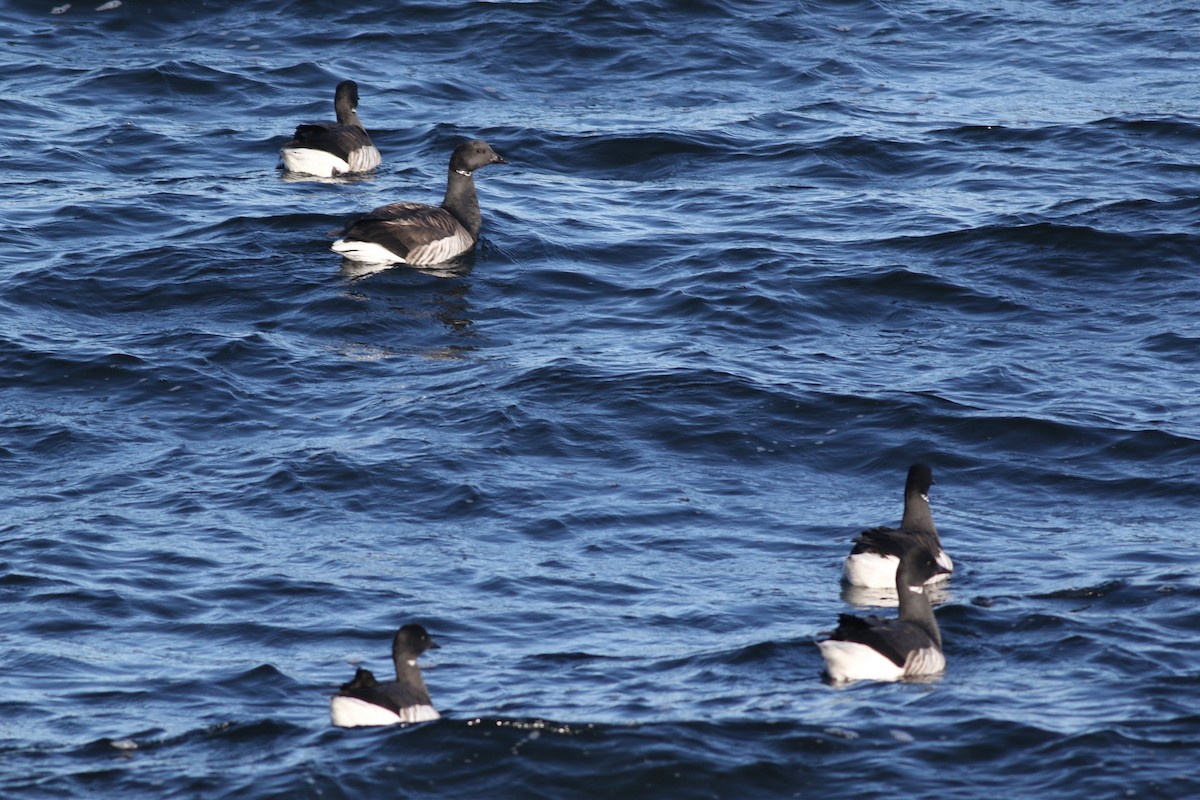 Brant (Atlantic) - ML614464093