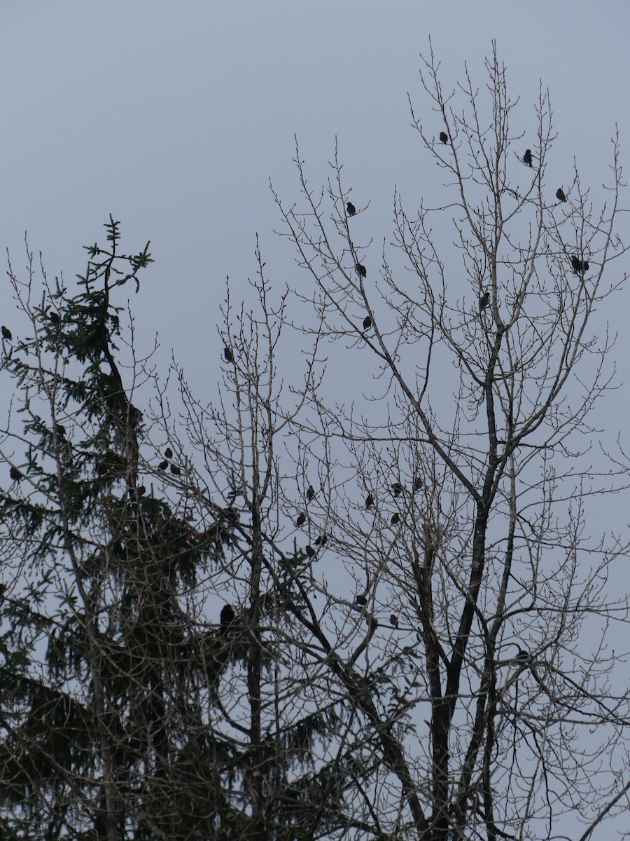 European Starling - ML614464110