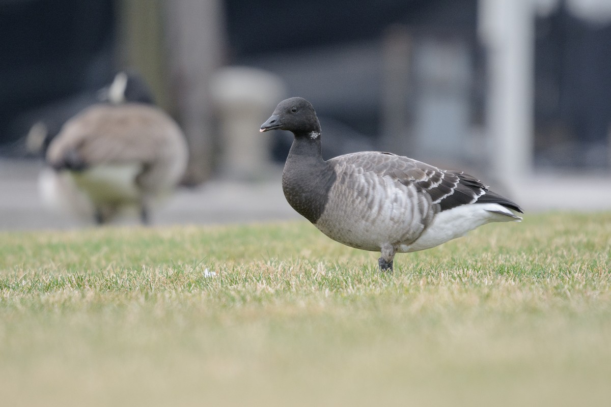 Brant - ML614464118