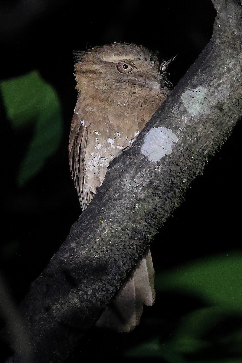 Sri Lanka Frogmouth - ML614464168