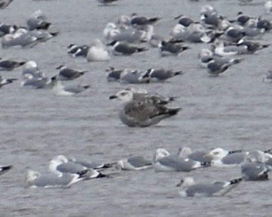 Great Black-backed Gull - ML614464192