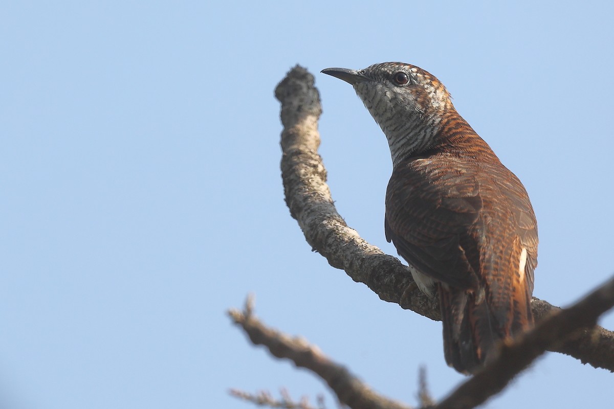 Banded Bay Cuckoo - ML614464196