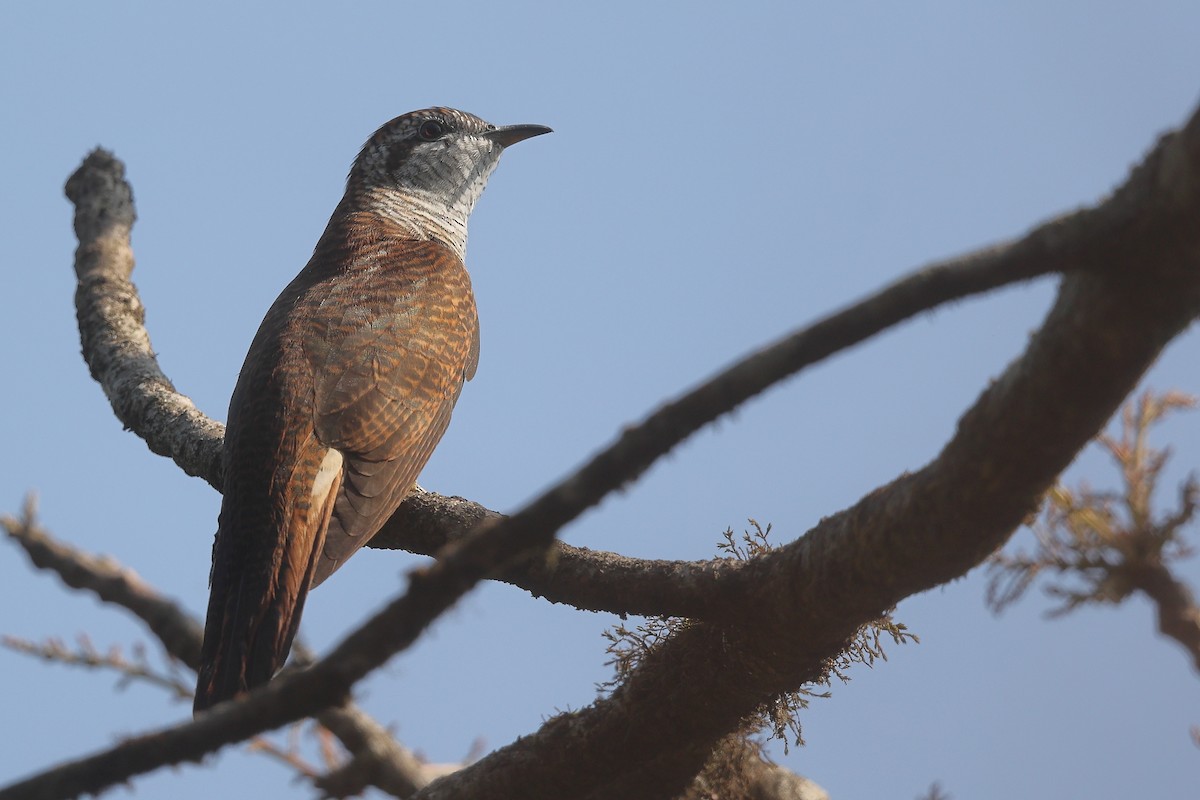 Banded Bay Cuckoo - ML614464197