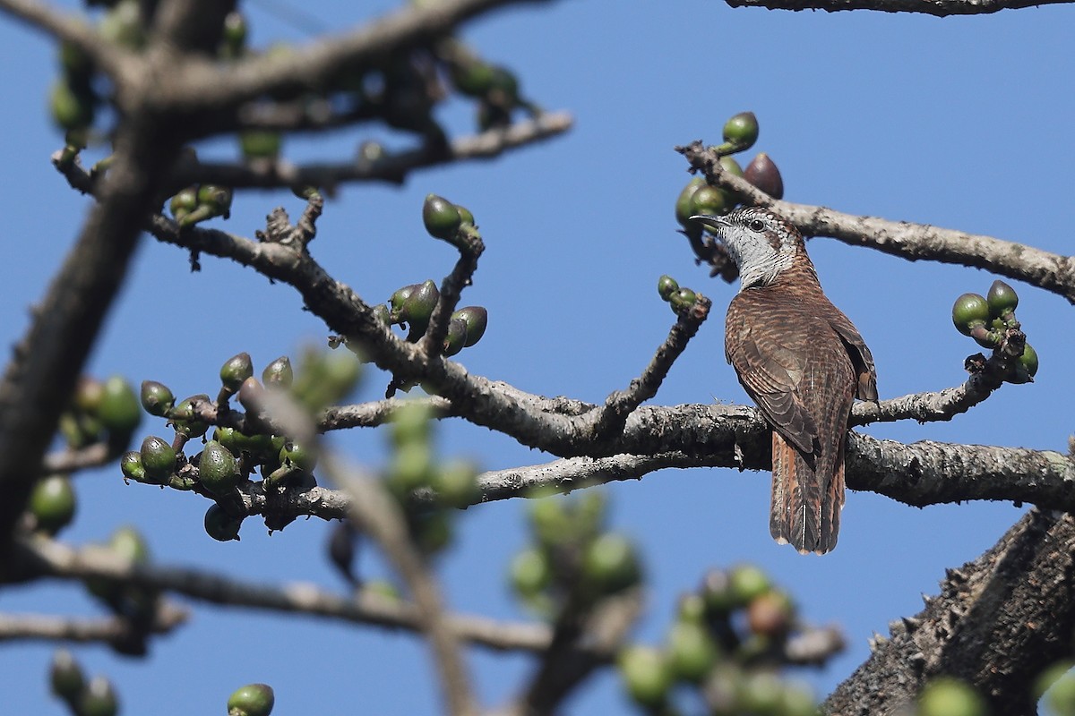 Banded Bay Cuckoo - ML614464198