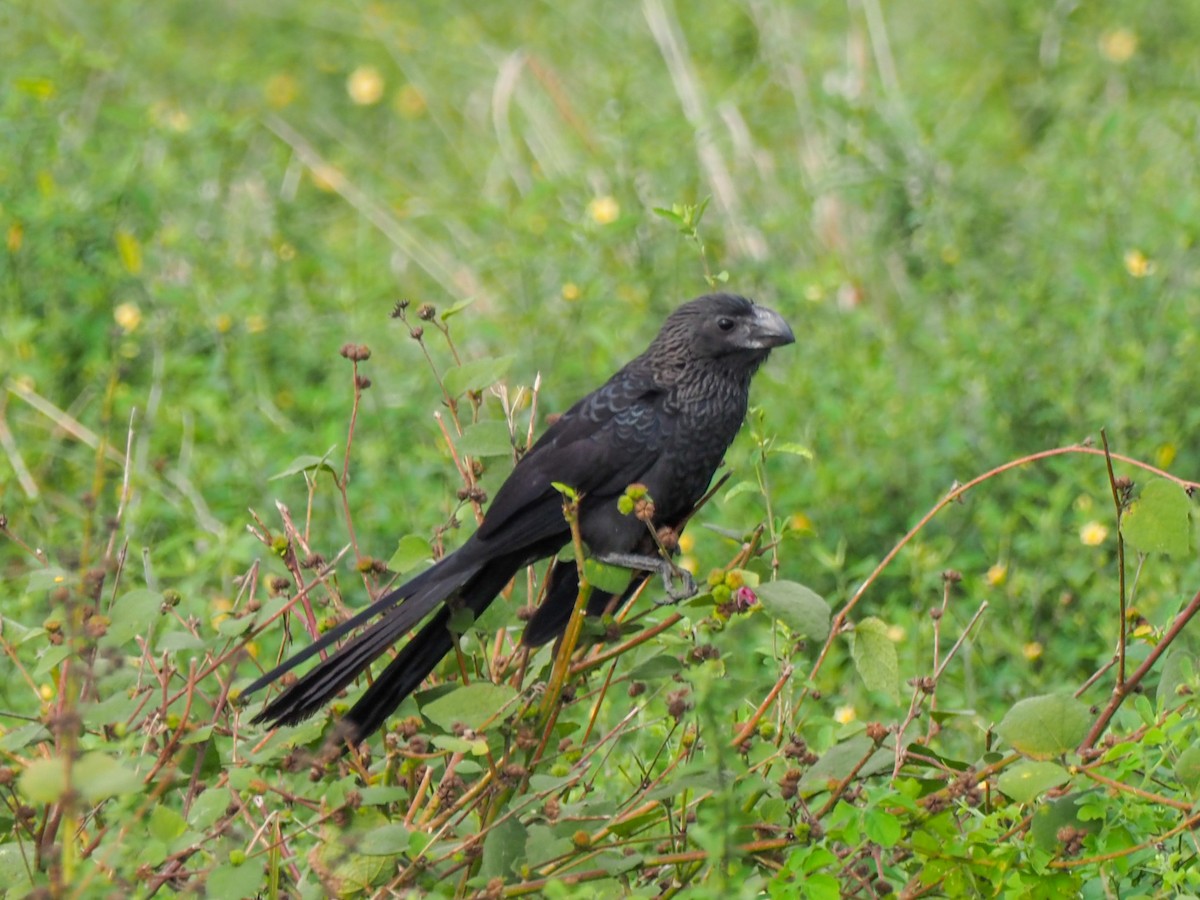 Smooth-billed Ani - ML614464227