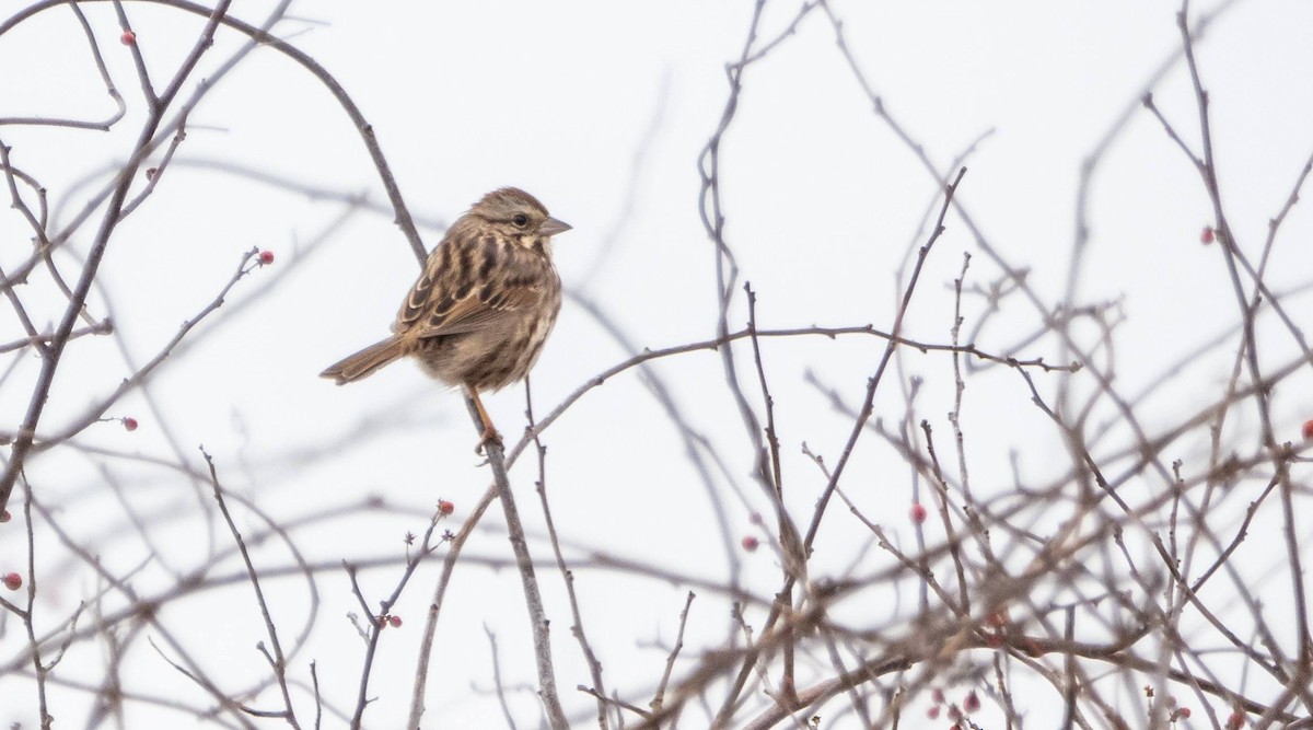 Song Sparrow - ML614464443