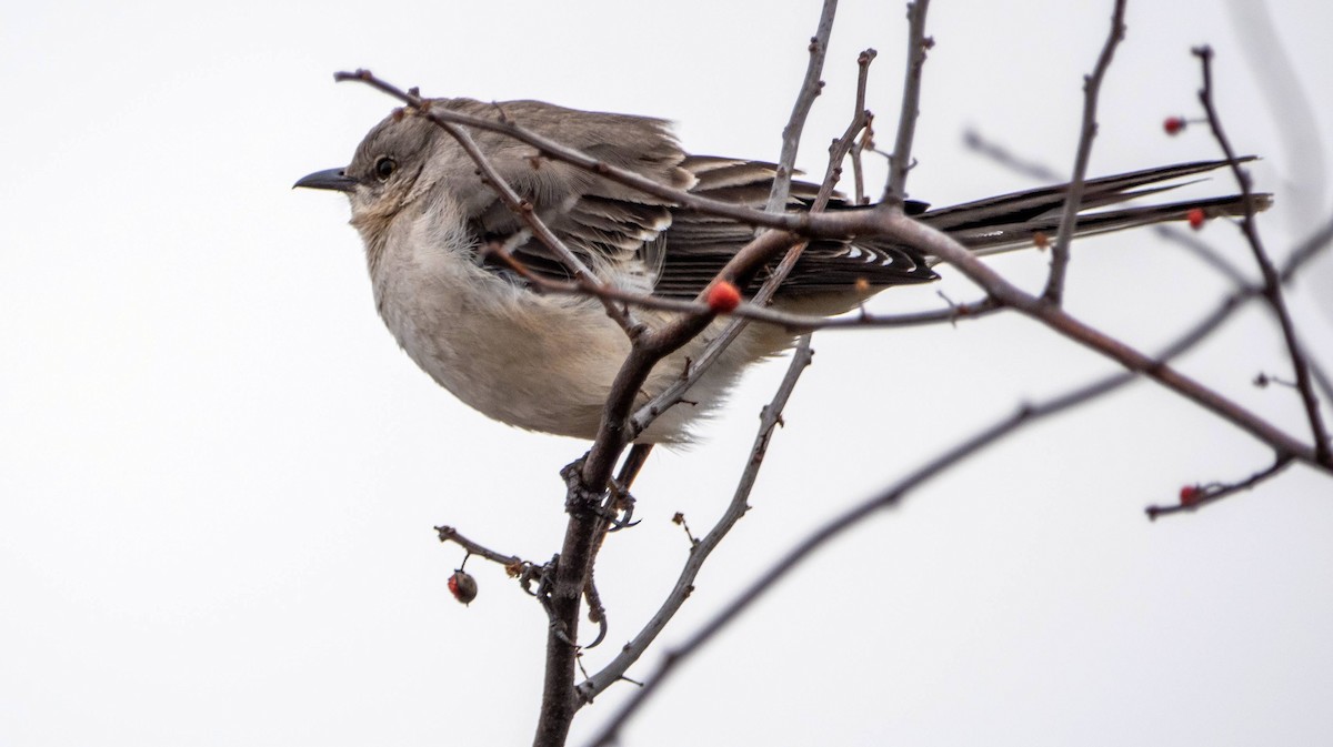 Northern Mockingbird - ML614464448