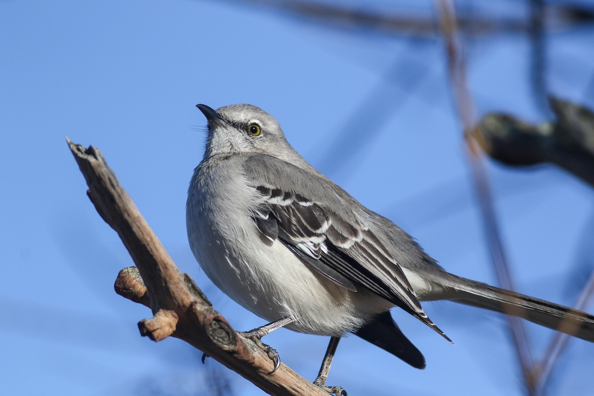 Northern Mockingbird - ML614464506