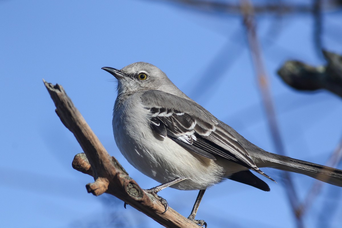 Northern Mockingbird - ML614464507