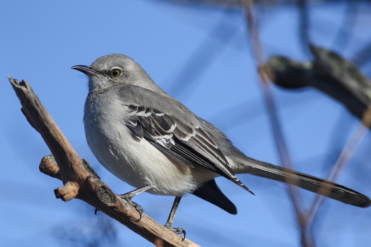 Northern Mockingbird - ML614464508