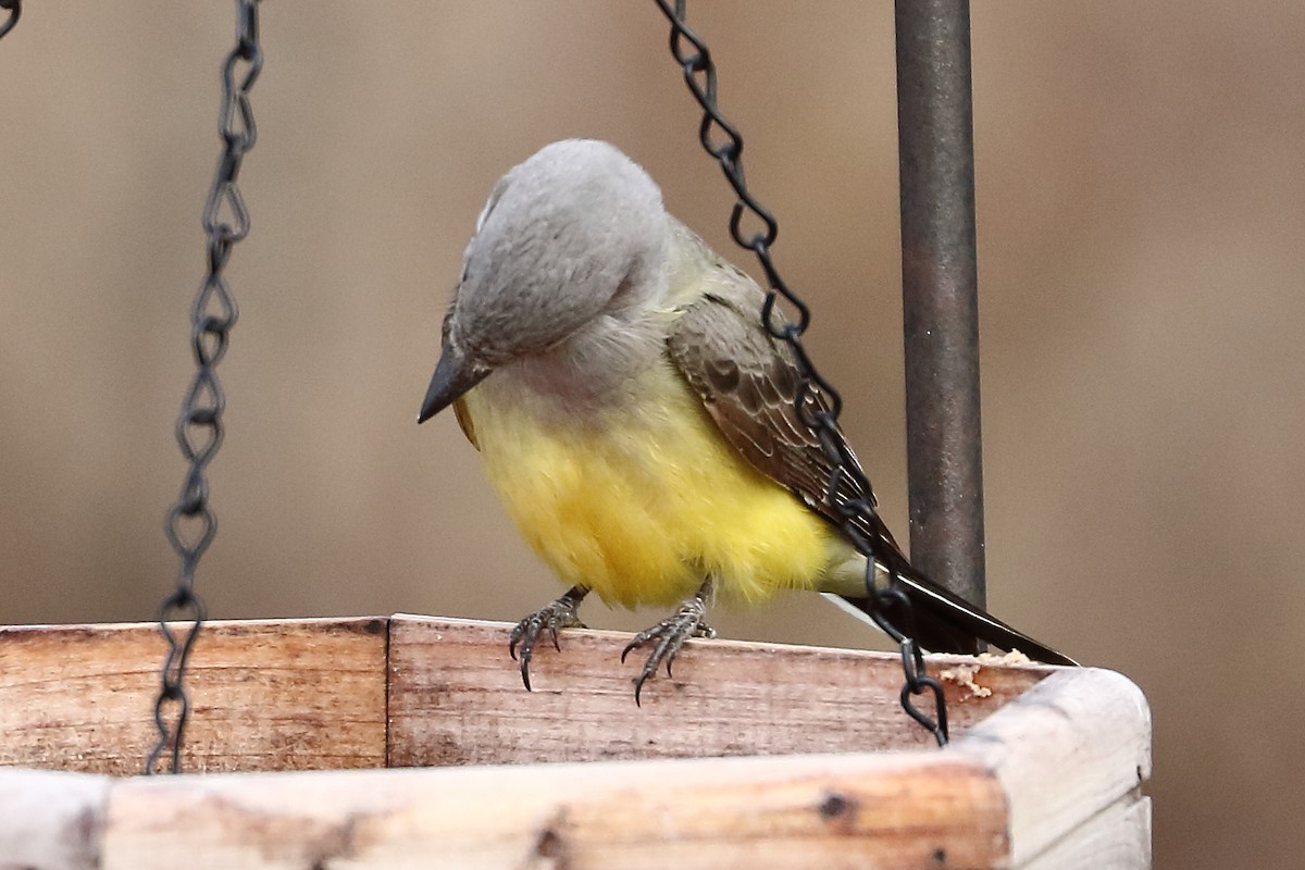 Western Kingbird - Patrick OHoro