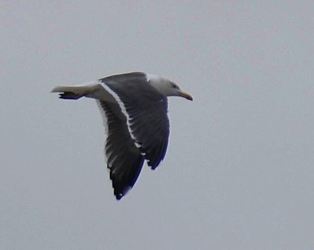 Lesser Black-backed Gull - Dale Wolck