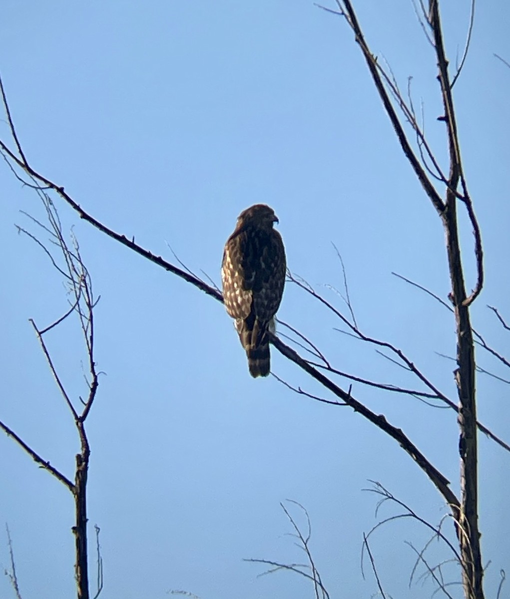 Red-shouldered Hawk - ML614464625