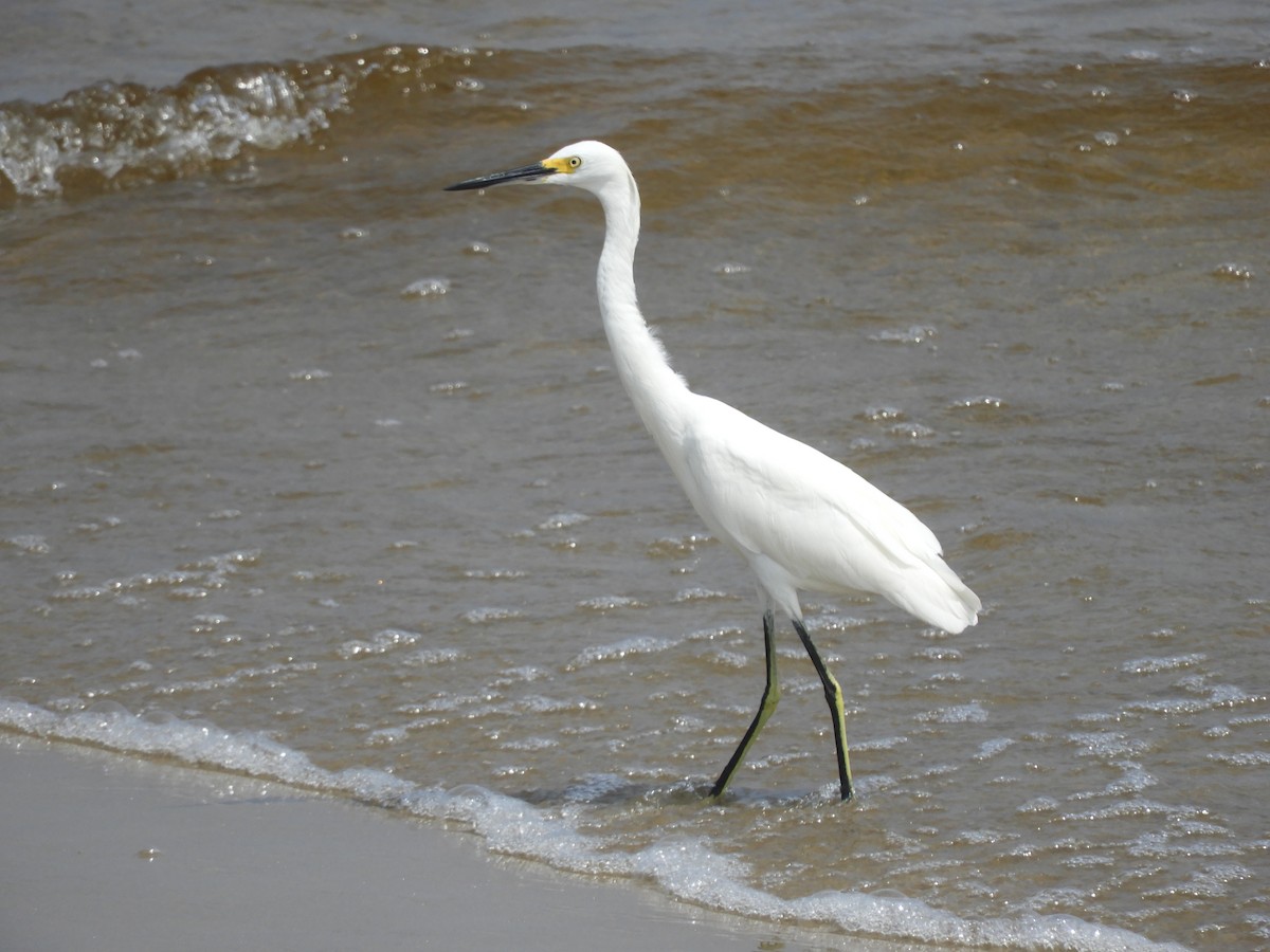 Snowy Egret - Lisandro Moran