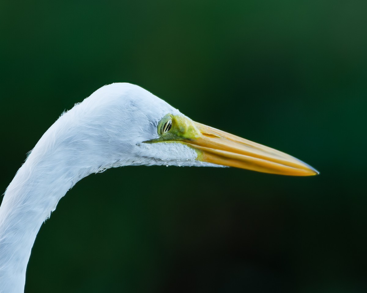 Great Egret - ML614464679