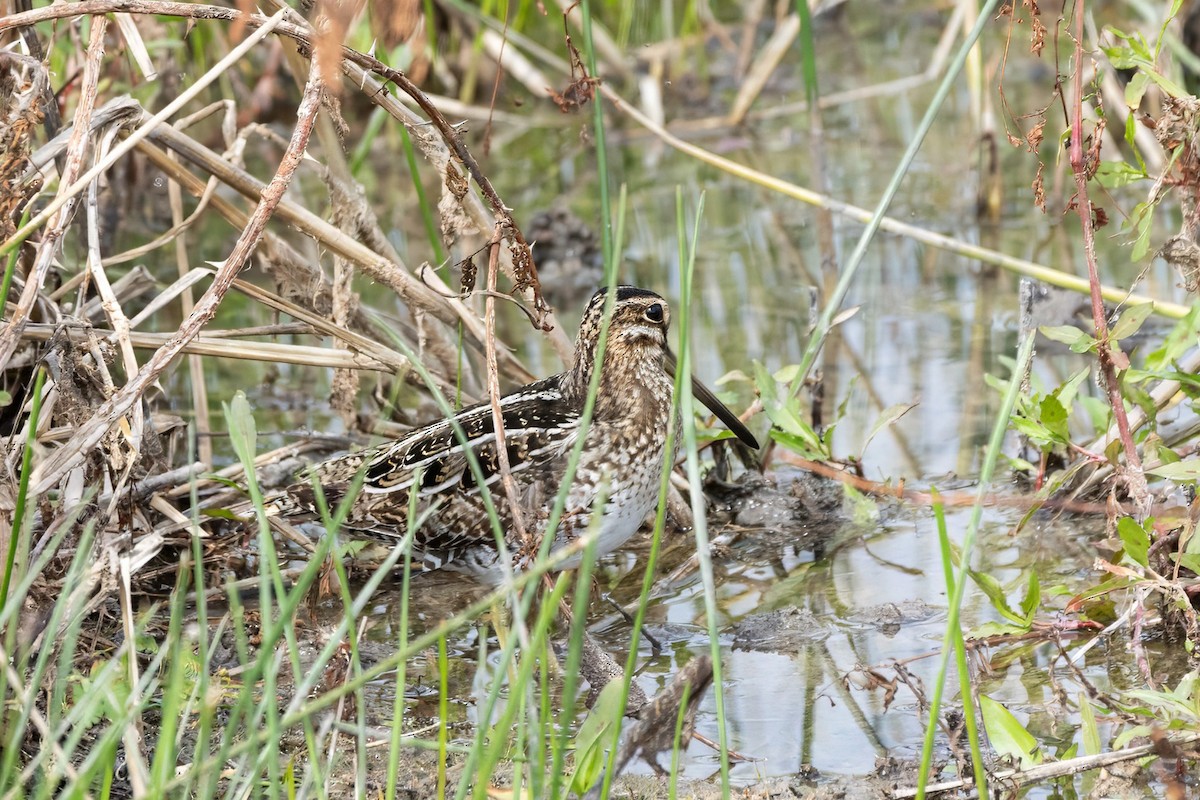 Wilson's Snipe - Corinne Howard