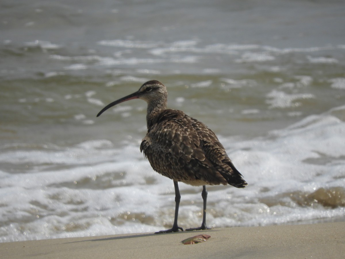 Regenbrachvogel - ML614464718